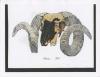 19810000_A_np_JamesAcord_RamSkullDrawing.jpeg